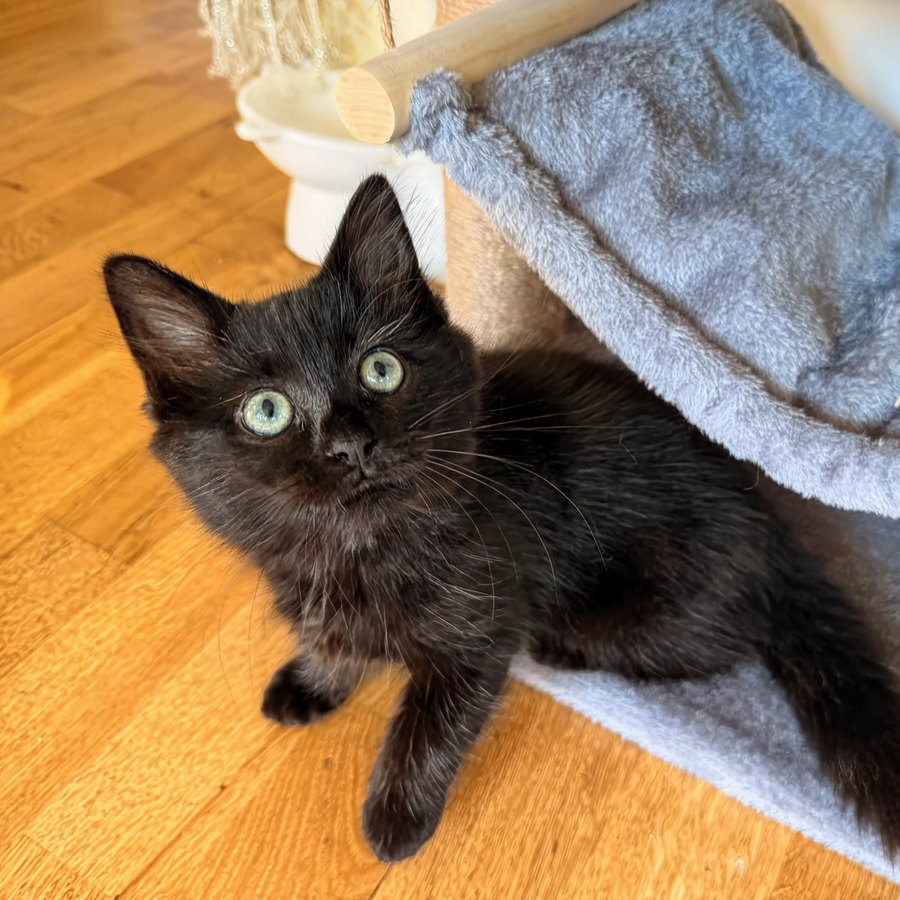 Astrid from the Viking Litter