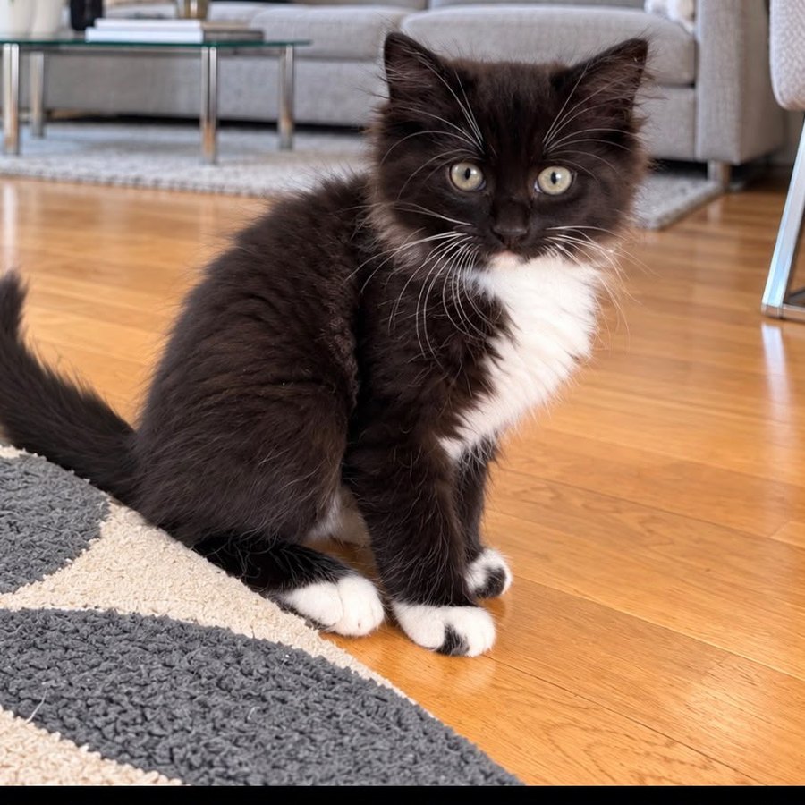 Galaxy from the Chocolate Litter